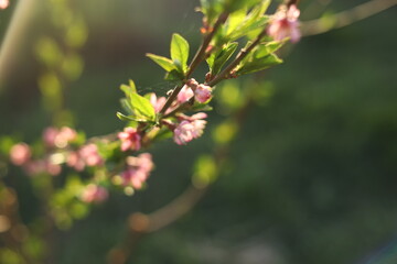 blooming cherry tree