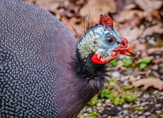 Colorful close-up of a helmeted guineafowl with vibrant spotted plumage and a striking facial pattern.