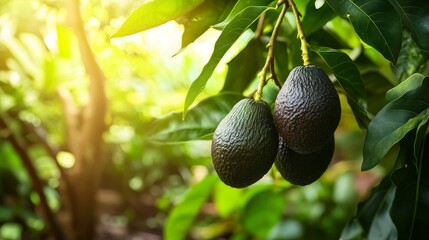 Lush tropical garden showcasing a bountiful avocado branch loaded with fresh, juicy avocados