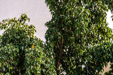 Serinus canaria pertenece a la familia de Fringillidae.