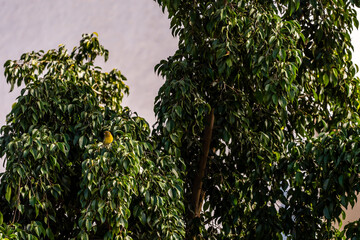 Serinus canaria pertenece a la familia de Fringillidae.