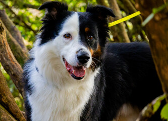 Adorable tri-color dog with bright eyes and an open mouth, perched among woodland branches in a curious pose.