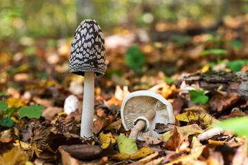 Close up of Coprinus Comatus, ink mushroom, shaggy ink cap. Two white mushrooms in the autumn forest. Edible mushrooms.