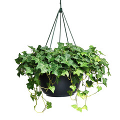 Hanging Ivy Plant in Pot Isolated on Transparent Background