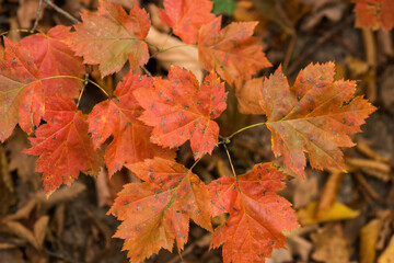 Close-up of colorful orange autumn leaves in the forest - selective focus