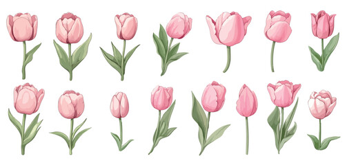 set of tulips isolated collection