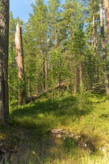  A clearing in a pine forest on Konevets Island.                              