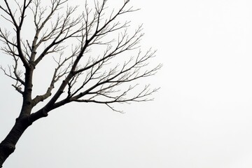 Fototapeta premium Intertwined bare branches, stark contrast on pale white , wood, twigs, natural