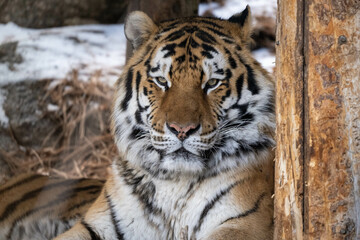 Amur tiger