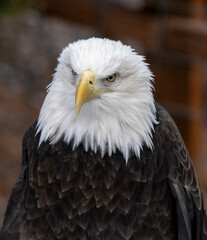 american bald eagle