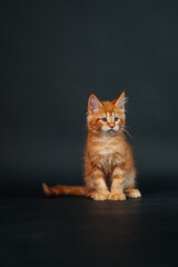 orange maine coon kitten on black background. young purebred maine coon cat dark golden color
