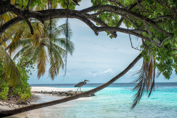 Aerial view of tropical island with white sand beach and turquoise ocean, Maldives © Ewelina