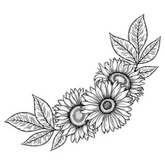 Vector sunflowers border illustration, line art floral composition. Graphic monochrome drawing. Hand drawn flowers outline sketch, engraved illustration. For coloring book, tattoo, logo, invitation