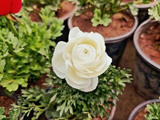Gardenia is a genus of flowering plants in the coffee family, Rubiaceous,
