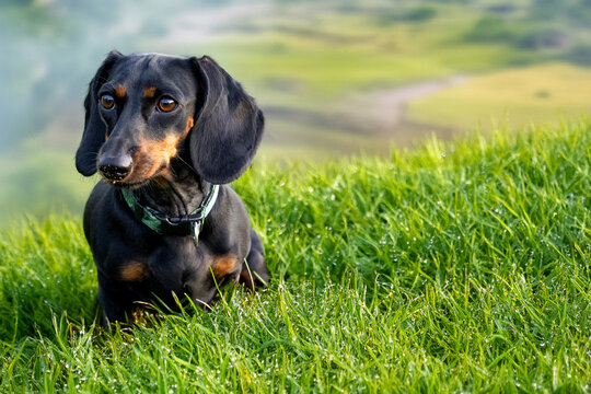 Jamnik siedzący na trawie, odpoczywający na zielonej murawie. Spokojna poza, urokliwy wygląd i charakterystyczna sylwetka tej rasy.