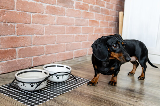 A dog waiting for his favorite food.