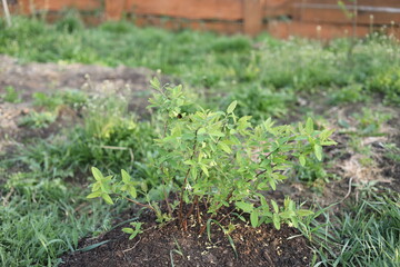 green grass in the garden