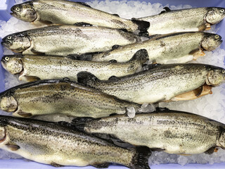 Fresh salmon fishmonger