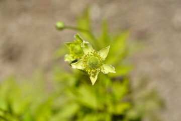 Tall anemone flower