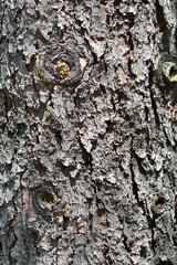 Colorado blue spruce bark detail