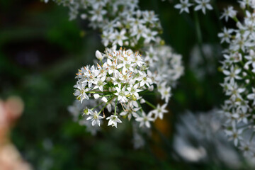 Garlic chives flowers