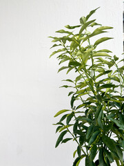 Green plant thrives against a minimalist white wall in a bright indoor space