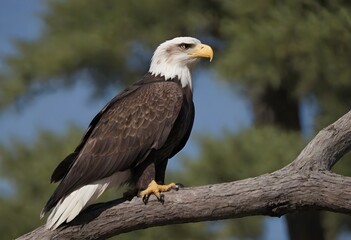 Majestic Bald Eagle (Haliaeetus leucocephalus) in Flight Over Wilderness