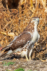 red-tailed hawk