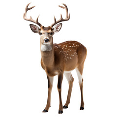 Isolated Deer