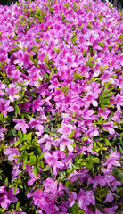 Obraz premium blooming pink azalea flowers