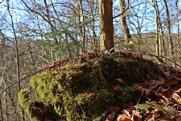 Junge Fichte auf bemoostem Baumstumpf