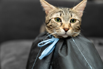 The cat wears a cone collar to protect and prevent licking the wound after sterilization. Neutering the male or female cat. Sick cat concept. wearing Elizabethan collar, plastic, fabric or cloth cone
