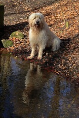 Goldendoodle sitzt am Wasser, mit Spiegelbild.