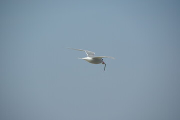 Flying Arctic tern with prey in beak after a hunt