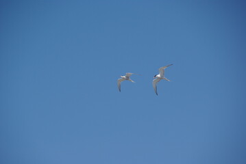 Two common terns in flight against a blue sky