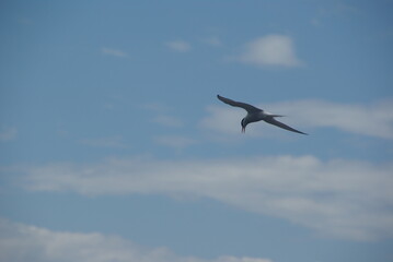 Arctic Tern flying with open beak against a slightly clouded 