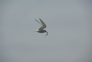 Flying Arctic tern with its prey in its beak, after a hunt against a grey sky