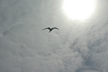 Flying Arctic Tern in the back light with a cloudy sky in the background