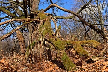 Uralte Eiche im Urwald Sababurg im Winter