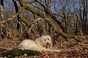 Goldendoodle liegt vor uralter Eiche im Wald