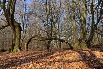 Gespaltene Buche mit Absenker im Urwald Sababurg im Winter