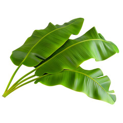 Fototapeta premium Lush Green Banana Leaves Tropical Foliage Nature Plants,