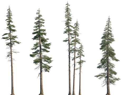 Set of Abies concolor (the white fir, concolor fir, or Colorado fir) frontal set trees isolated png on a transparent background perfectly cutout