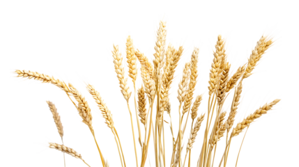 Crisp and Clean PNG Cutout of a Wheat Crop Placed on a Transparent Backdrop for Easy Customization