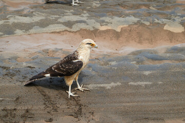 Jaco, Costa Rica - November 21, 2024 - Caracara cheriway bird of prey in the family Falconidae in the banks of Tarcoles river, in Puntarenas province