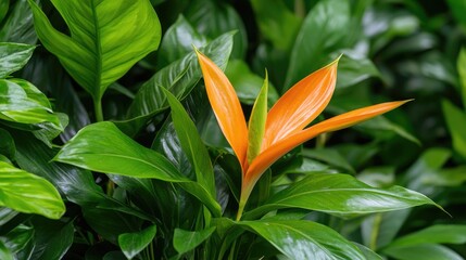 Obraz premium Orange flower in lush green foliage. Possible use Botanical garden display