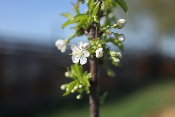 spring blossom in spring