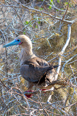 Die Vogelwelt der Galapagos Inseln