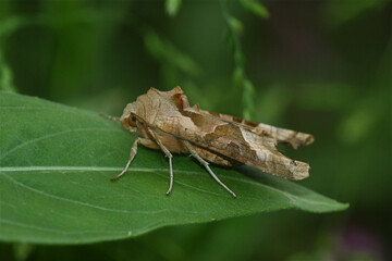 Closeup on an Angle Shades owlet moth Phlogophora meticulosa on a green leaf in the garden