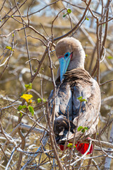 Die Vogelwelt der Galapagos Inseln